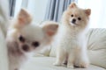 Puppy pomeranian and chihuahua dog cute pet happy smile Royalty Free Stock Photo