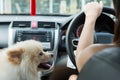 Puppy pomeranian dog in car Royalty Free Stock Photo