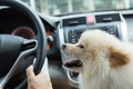 Puppy pomeranian dog in car Royalty Free Stock Photo