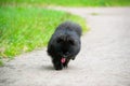 Puppy Pomeranian Spitz with its owner. Young energetic dog on a walk. Whiskers, portrait, closeup. Royalty Free Stock Photo