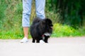 Puppy Pomeranian Spitz with its owner. Young energetic dog on a walk. Whiskers, portrait, closeup. Royalty Free Stock Photo