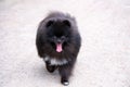 Puppy Pomeranian Spitz with its owner. Young energetic dog on a walk. Whiskers, portrait, closeup. Royalty Free Stock Photo