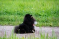 Puppy Pomeranian Spitz listens to the owner and performs functions on the command. Royalty Free Stock Photo