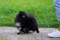 Puppy Pomeranian Spitz listens to the owner and performs functions on the command. Royalty Free Stock Photo