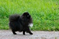 Puppy Pomeranian Spitz listens to the owner and performs functions on the command. Royalty Free Stock Photo