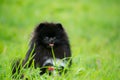 Puppy Pomeranian Spitz listens to the owner and performs functions on the command. Royalty Free Stock Photo
