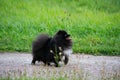 Puppy Pomeranian Spitz listens to the owner and performs functions on the command. Royalty Free Stock Photo