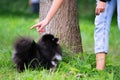 Puppy Pomeranian Spitz listens to the owner and performs functions on the command. Royalty Free Stock Photo