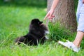 Puppy Pomeranian Spitz listens to the owner and performs functions on the command. Royalty Free Stock Photo