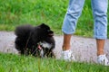 Puppy Pomeranian Spitz listens to the owner and performs functions on the command. Royalty Free Stock Photo