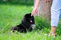 Puppy Pomeranian Spitz listens to the owner and performs functions on the command. Royalty Free Stock Photo