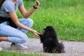 Puppy Pomeranian Spitz listens to the owner and performs functions on the command. Royalty Free Stock Photo