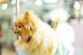 Puppy Pomeranian wear fashion glasses with bokeh background. Royalty Free Stock Photo