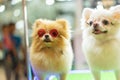 Puppy Pomeranian wear fashion glasses with bokeh background. Royalty Free Stock Photo