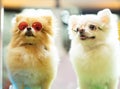 Puppy Pomeranian wear fashion glasses with bokeh background. Royalty Free Stock Photo
