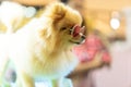 Puppy Pomeranian wear fashion glasses with bokeh background. Royalty Free Stock Photo