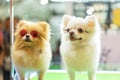 Puppy Pomeranian wear fashion glasses with bokeh background. Royalty Free Stock Photo