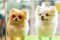 Puppy Pomeranian wear fashion glasses with bokeh background. Royalty Free Stock Photo