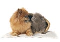 puppy pomeranians in studio Royalty Free Stock Photo
