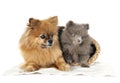 puppy pomeranians in studio Royalty Free Stock Photo