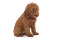 Puppy poodle chocolate color