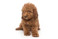 Puppy poodle chocolate color