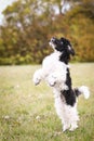 Puppy of poodle is dancing in grass.