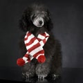 Puppy Poodle in a dark photo studio with an chrismas scarf