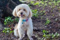 Puppy poodle dog, Cute white poodle dog on green park background, background nature, green, animal, relax pet, dog looking