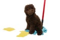 Puppy poodle dog sitting over a mop after urinate or pee at home. isolated on white background. dog mischief concept Royalty Free Stock Photo