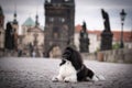 Puppy of poodle is lying on bridge. Royalty Free Stock Photo