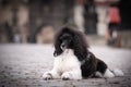 Puppy of poodle is lying on Carls bridge. Royalty Free Stock Photo