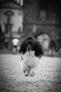 Puppy of poodle is running on bridge. Royalty Free Stock Photo