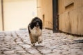 Puppy of poodle is running on Carls bridge. Royalty Free Stock Photo