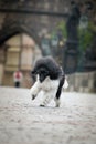 Puppy of poodle is running on Carls bridge. Royalty Free Stock Photo