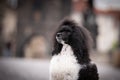 Puppy of poodle is sitting on bridge. Royalty Free Stock Photo