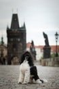 Puppy of poodle is sitting on Carls bridge. Royalty Free Stock Photo