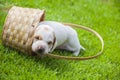 Puppy portrait basket grass background