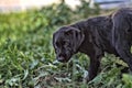 Puppy portrait, labrador retriever