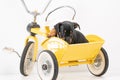 Puppy portrait Jack Russell Terrier in the back of a yellow tricycle on a white background