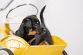 Puppy portrait Jack Russell Terrier in the back of a yellow tricycle on a white background