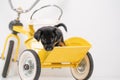 Puppy portrait Jack Russell Terrier in the back of a yellow tricycle on a white background