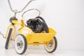 Puppy portrait Jack Russell Terrier in the back of a yellow tricycle on a white background