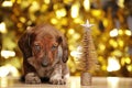Puppy portrait miniature fir tree