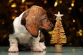 Puppy portrait miniature fir tree