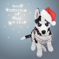 Christmas husky puppy Royalty Free Stock Photo