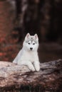 Puppy. Portrait on the tree in outdoor. Royalty Free Stock Photo