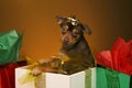 Puppy present Royalty Free Stock Photo