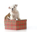 Puppy present Royalty Free Stock Photo