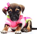 Puppy with a pretty little pink bow and a baby outfit